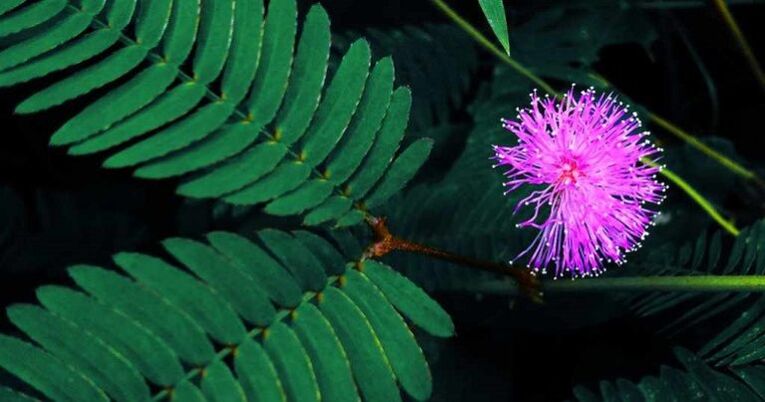 Mimosa seed Pudica helps remove parasites from the body