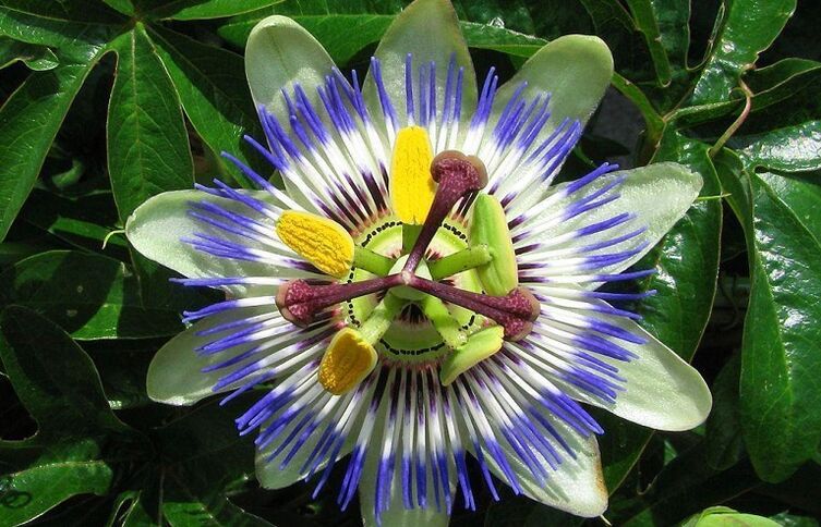 Passionflower helps fight parasites