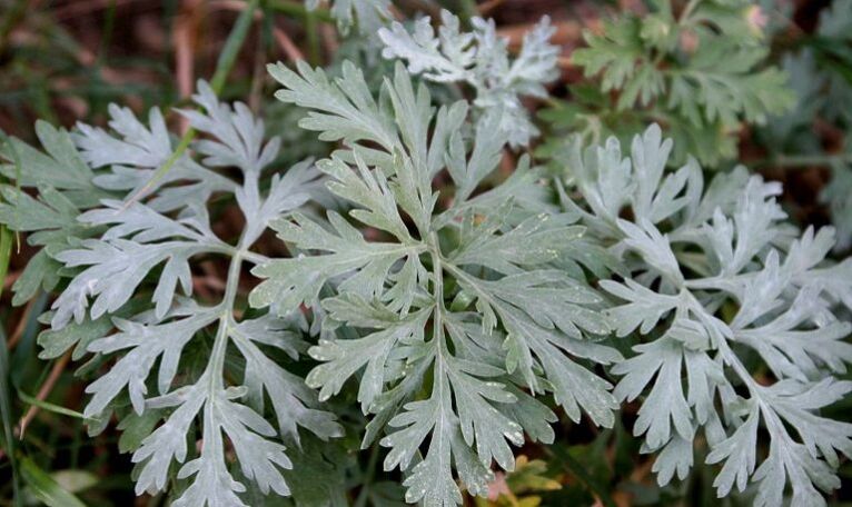 Wormwood removes parasites from the body