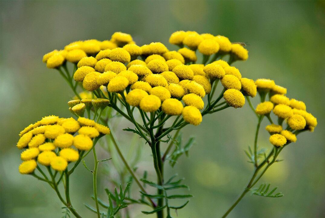 Tansy fights worms in the body