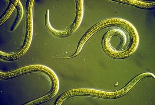 Parasitic nematodes in the human small intestine