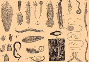 The types of parasites in the human body